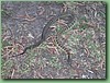 YarraValleyTiger001.jpg