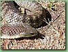 YarraValleyTiger011.jpg