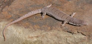 GillensMonitor002.jpg