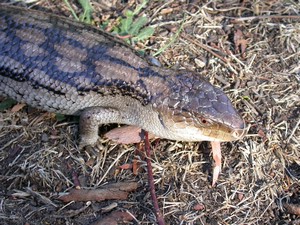 BlotchedBlueTongue001.jpg