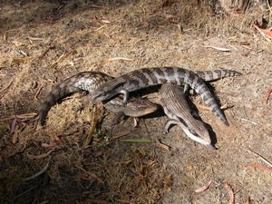 BlueTongues001.jpg