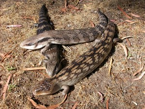 BlueTongues002.jpg