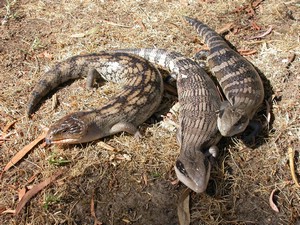 BlueTongues003.jpg
