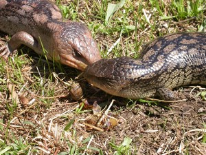 BlueTongues004.jpg