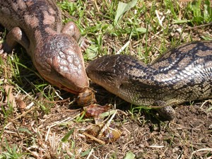BlueTongues005.jpg