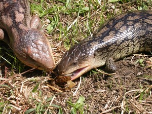 BlueTongues006.jpg