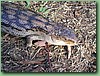 BlotchedBlueTongue001.jpg