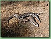 BlueTongues001.jpg