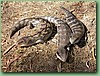 BlueTongues003.jpg