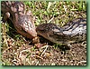 BlueTongues005.jpg