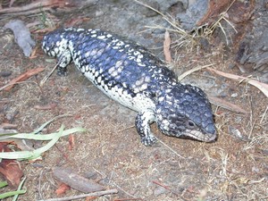 Stumpy002.jpg