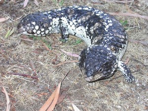 Stumpy003.jpg