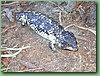 Stumpy002.jpg
