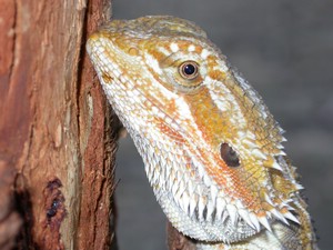Dragon001.jpg