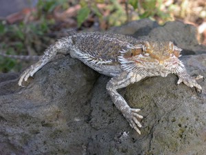 Dragon002.jpg