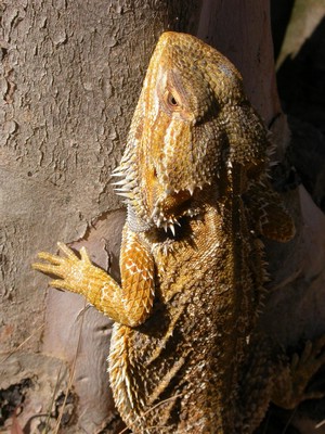 Dragon003.jpg