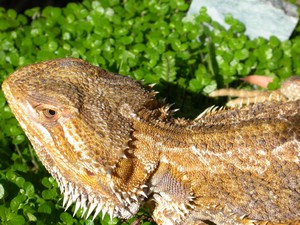 Dragon004.jpg