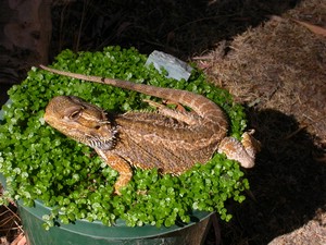 Dragon005.jpg