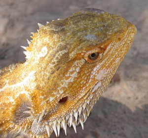 Dragon007.jpg