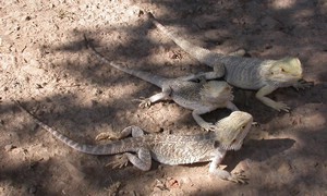 Dragon008.jpg