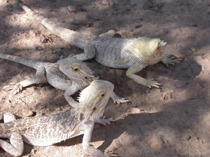 Dragon009.jpg
