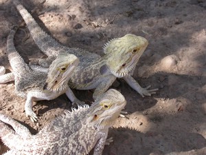 Dragon010.jpg
