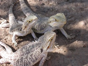 Dragon011.jpg