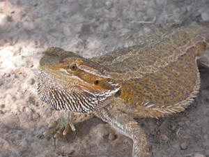 Dragon012.jpg