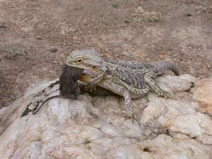 Dragon013.jpg