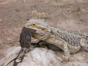 Dragon014.jpg