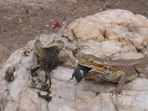 Dragon015.jpg
