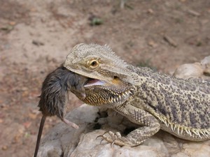 Dragon016.jpg