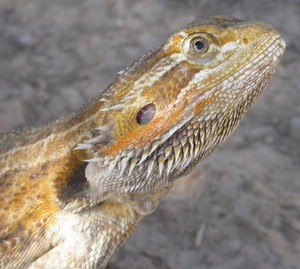 Dragon017.jpg