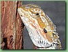 Dragon001.jpg