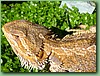 Dragon004.jpg
