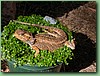 Dragon005.jpg