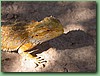 Dragon006.jpg