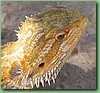 Dragon007.jpg