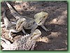 Dragon010.jpg