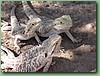 Dragon011.jpg