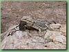 Dragon013.jpg