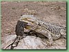 Dragon014.jpg