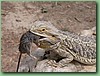 Dragon016.jpg