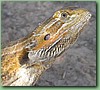 Dragon017.jpg