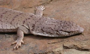 GillensMonitor003.jpg