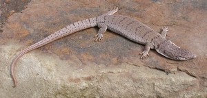 GillensMonitor004.jpg