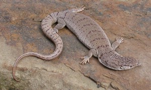 GillensMonitor006.jpg