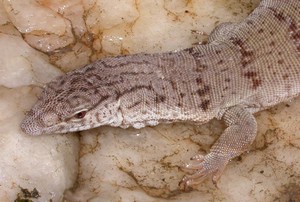 GillensMonitor009.jpg