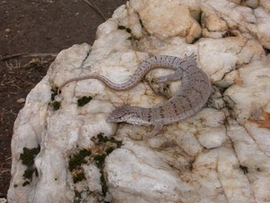 GillensMonitor010.jpg