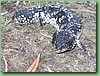 Stumpy003.jpg